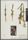 Foto von Salix schugnanica Goerz
